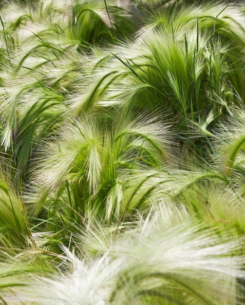 オート麦植物