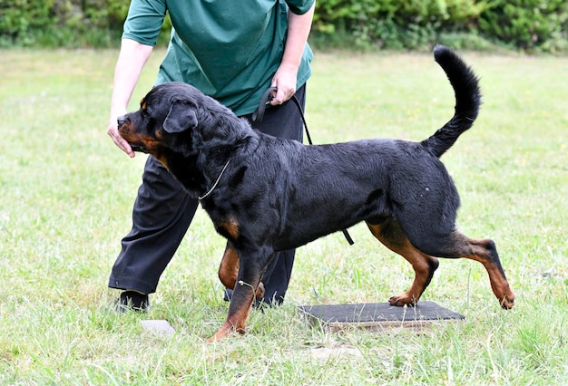 Obedience training with a rottweiler