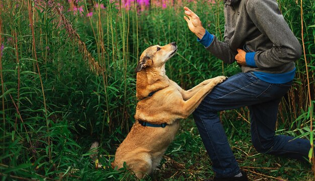 Obedient dog looking at crop owner at nature