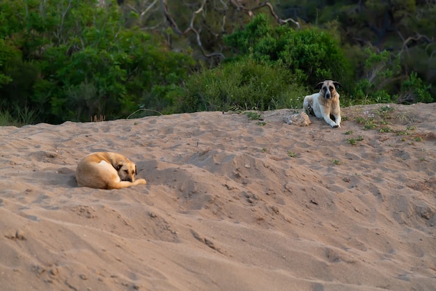 Obedient dogs lying waiting for their owner on a sandy beach