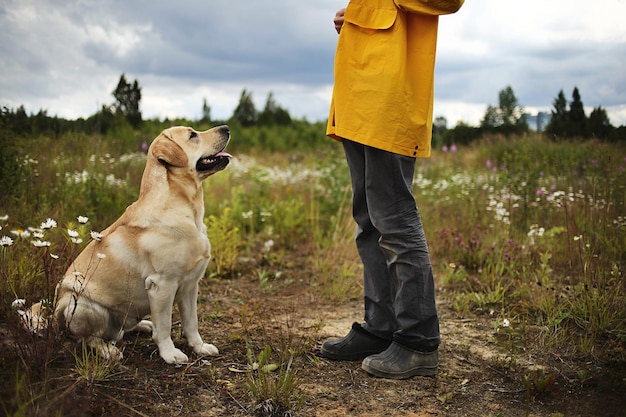 Obedient friendly dog looking at owner in field