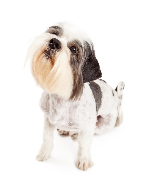 Obedient Lhasa Apso Dog Sitting Over White