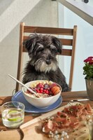 Послушная чистокровная собака сидит на стуле за столом со здоровым завтраком