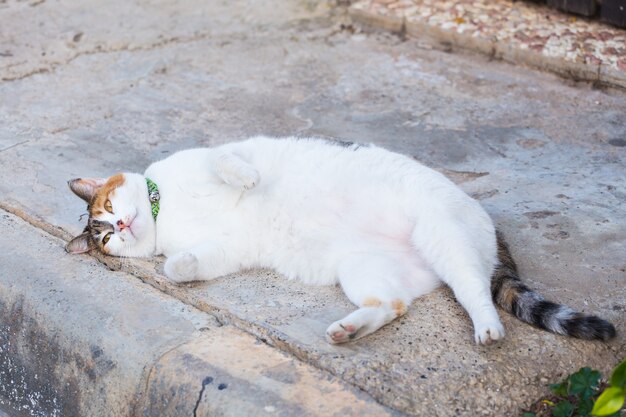 Obesitas concept - witte vette luie kat in de straat.