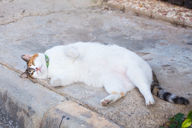 비만 개념-거리에서 흰색 뚱뚱한 게으른 고양이.