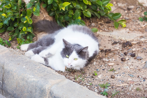 Концепция ожирения - белый толстый ленивый кот на улице.