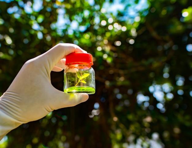 Observation of the growth of experimental plants in glass bottle