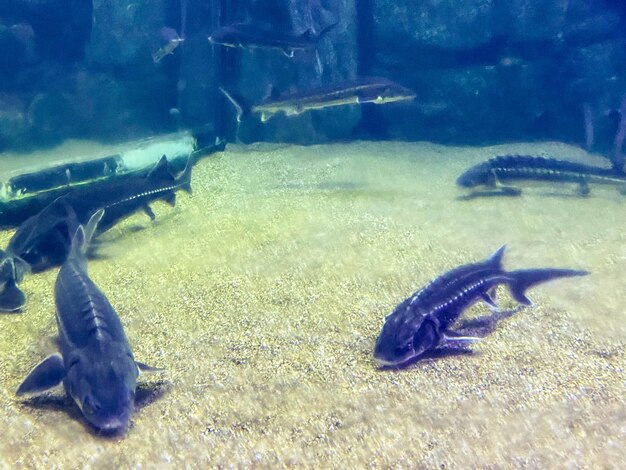 Наблюдение за жизнью рыб в аквариуме маленькие черные рыбки плавают по дну с песком