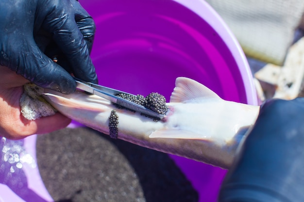 写真 チョウザメからキャビアを入手する