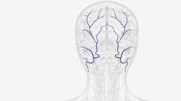 Photo the occipital vein originates from small vessels on the posterior aspect of the scalp and drains the superficial muscles