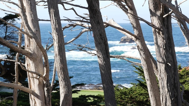 Oceaan golven cipres dennenboom bos mijl rijden monterey californië kust