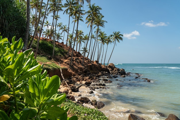 Oceaan tropisch strand met palmen, Mirissa