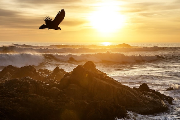 Oceaangolven dichtbij de rotsachtige kust De vogel die over de kust vliegt