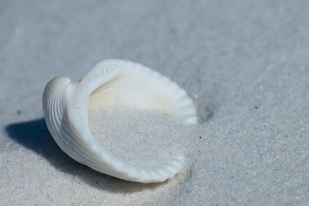 Oceaanschelp op Mexico Beach, Florida.