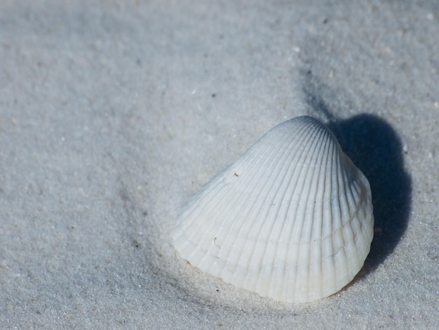 Oceaanschelp op Mexico Beach, Florida.