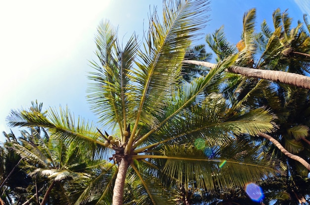 Ocean beach with island and palm trees