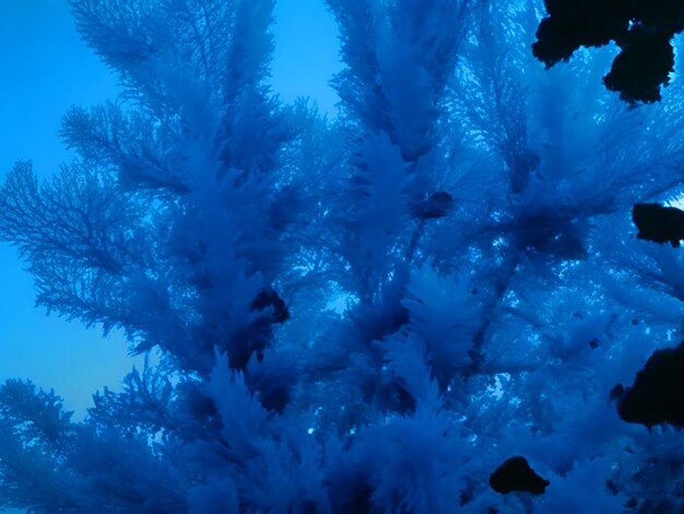 Photo ocean blue color seaweed high detailed hd image