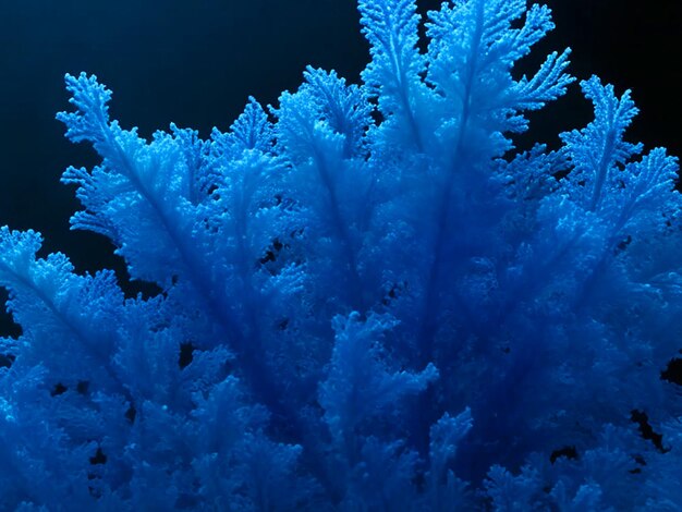 Photo ocean blue color seaweed high detailed hd image