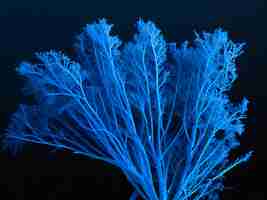 Photo ocean blue color seaweed high detailed hd image