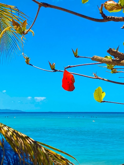 ocean clear water turquoise blue and blue sky