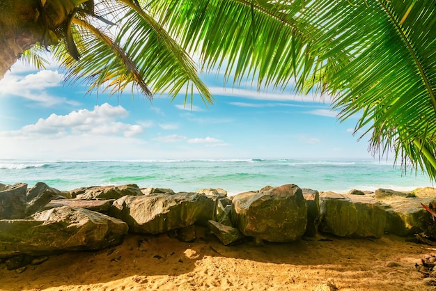 Ocean and palm trees