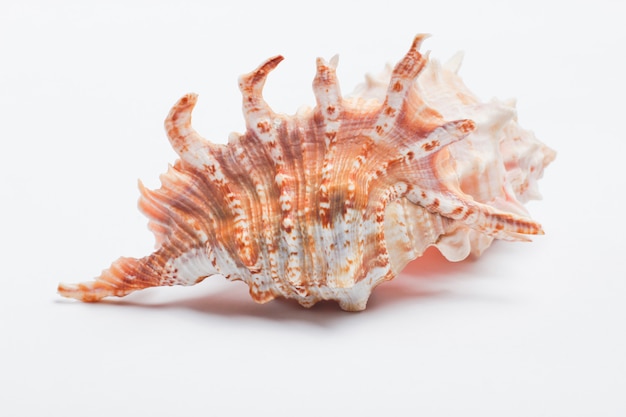 Ocean shell geïsoleerd op wit