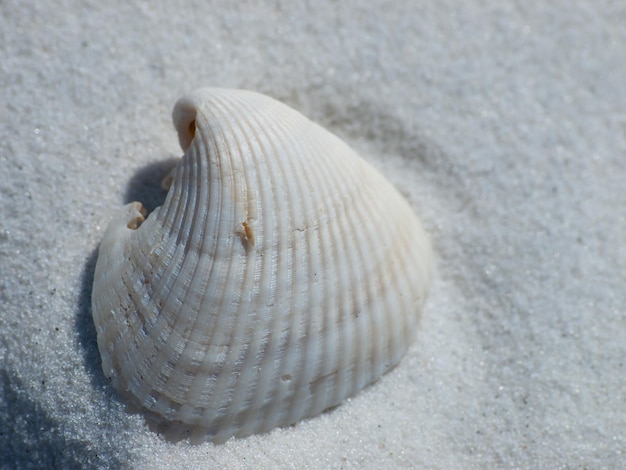 Ocean shell on Mexico Beach, Florida.