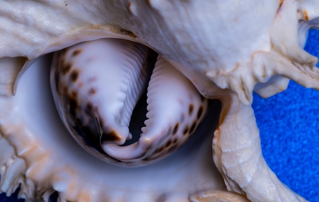 Ocean shells close-up.