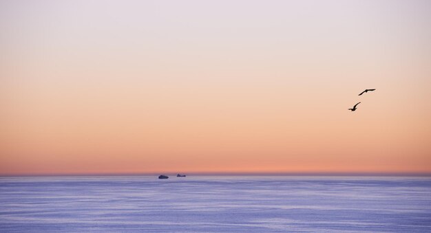 Photo ocean sunset or sand seagulls on seascape in island flying or summer migration or bird in nature sky clouds or neon color on torrey pines beach calm or outdoor travel in california or landscape