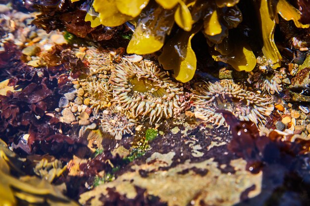 Foto piscina di marea oceanica con piccolo anemone