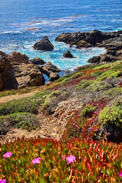 Ocean waves crashing into rocky coast with pink spring flowers\
in foreground