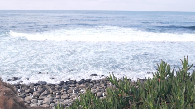 ビーチの海の水面カリフォルニアの多肉植物に打ち寄せる海の波