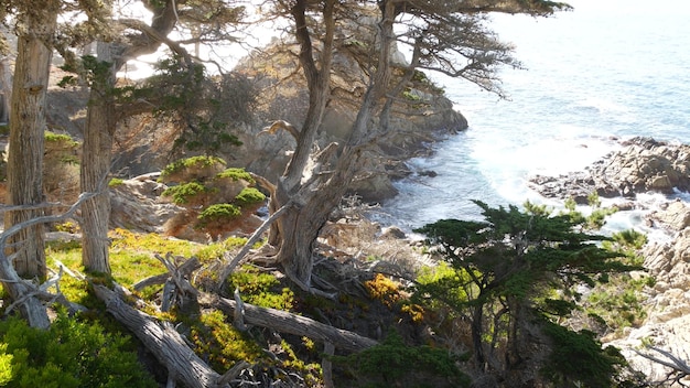 Ocean waves cypress pine tree forest mile drive monterey california coast