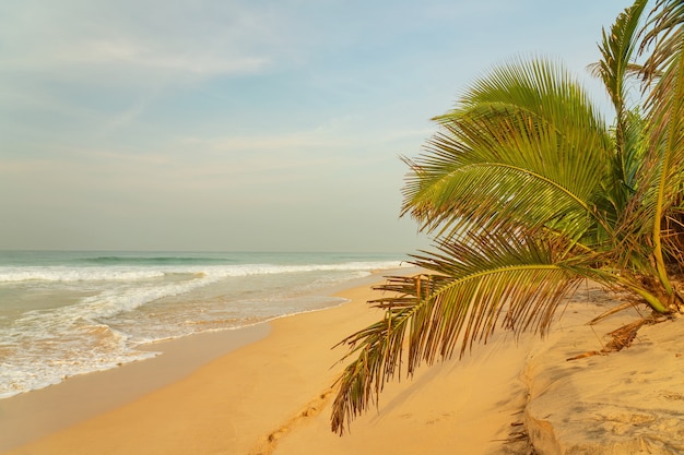 Ocean waves on sand beach with palm