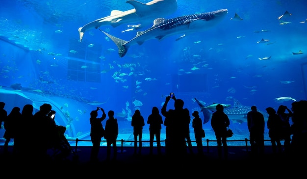 日本の海洋水族館