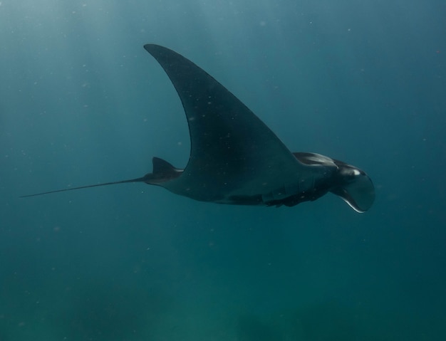 Photo oceanic manta ray