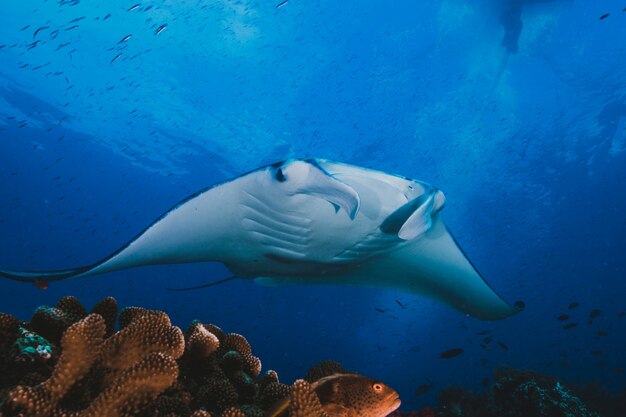 Oceanic manta swimming in the waters