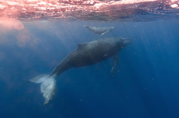 Oceanic symphonies whales and the melodies of the deep