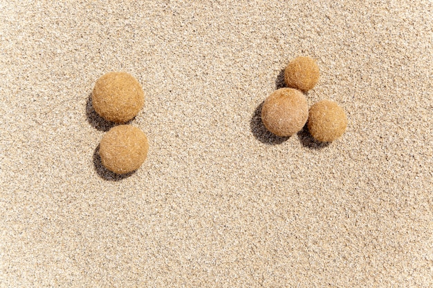 Oceanica van Posidonia vruchten op een mediterraan strand