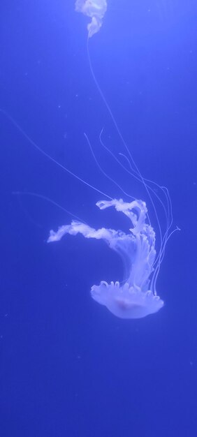 Photo oceanografic jellyfish