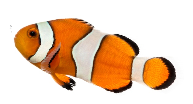 カクレクマノミ、Amphiprion ocellaris、白で分離