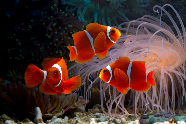 Ocellaris clownfishes among coral reefs