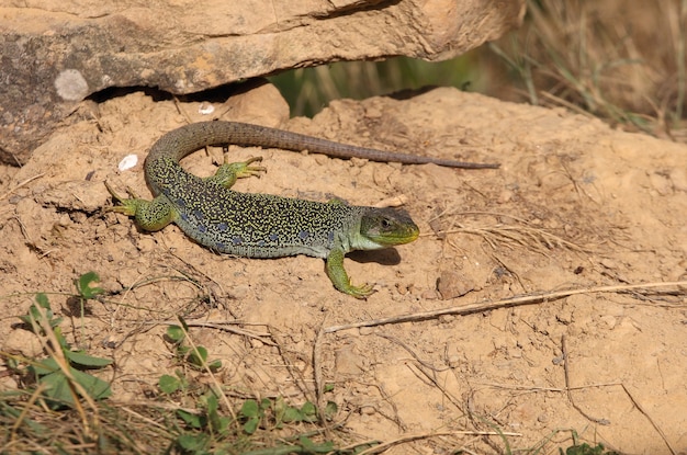 Ocellated lizard taking the first rays of the sun in the morning