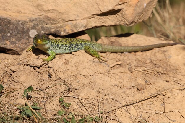 Ocellated lizard taking the first rays of the sun in the morning