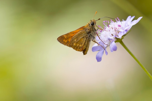 Ochlodes sylvania vlinder op een lila bloem met groene achtergrond macro natuurfotografie insecten en planten