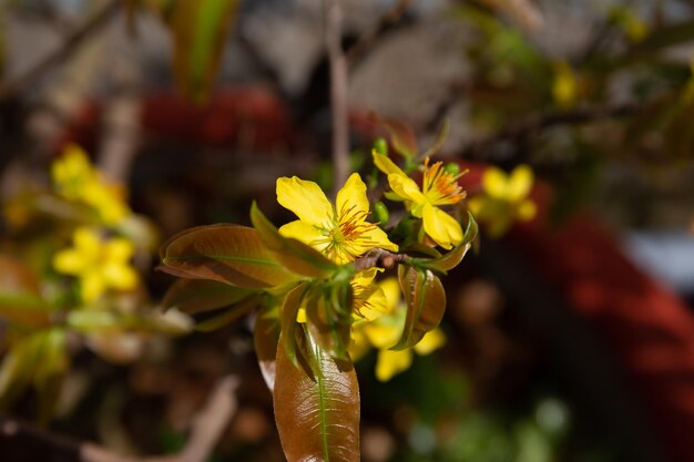 Ochna integerrima flower. Mai flower in Vietnames