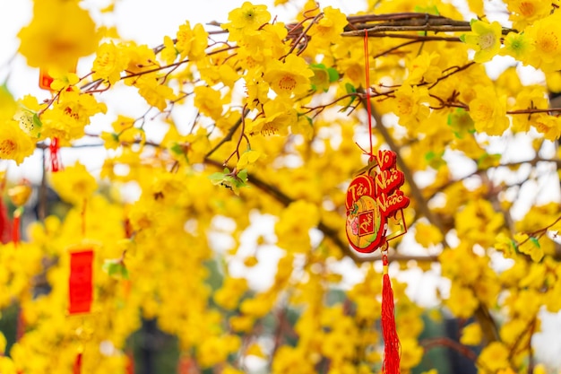 Ochna integerrima Hoa Mai boom met geluksgeld Traditionele cultuur op Tet Holiday in Vietnam Tekst op foto betekent Gelukkig Nieuwjaar en Vrede