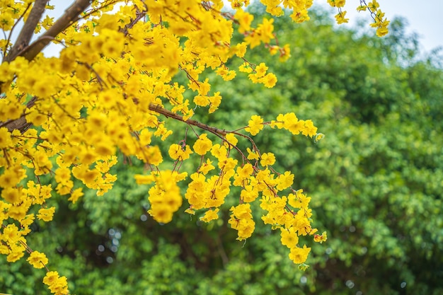 Ochna integerrima hoa mai tree with lucky money traditional culture on tet holiday in vietnam ochna integerrima is symbol of vietnamese traditional lunar new year together with peach flower