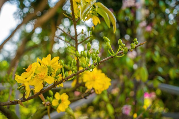 Lì xì là biểu tượng của sự may mắn và tình thân trong mùa Tết. Hãy xem những mẩu giấy bao lì xì mang những lời chúc tốt đẹp được trao tặng với tình cảm chân thành và niềm vui của người gửi đến người nhận.