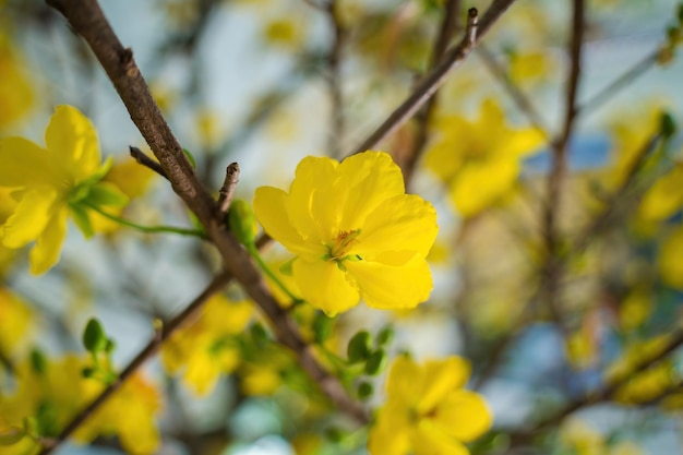 Ochna integerrima Hoa Mai tree with lucky money Traditional culture on Tet Holiday in Vietnam Ochna integerrima is symbol of Vietnamese traditional lunar New Year together with peach flower